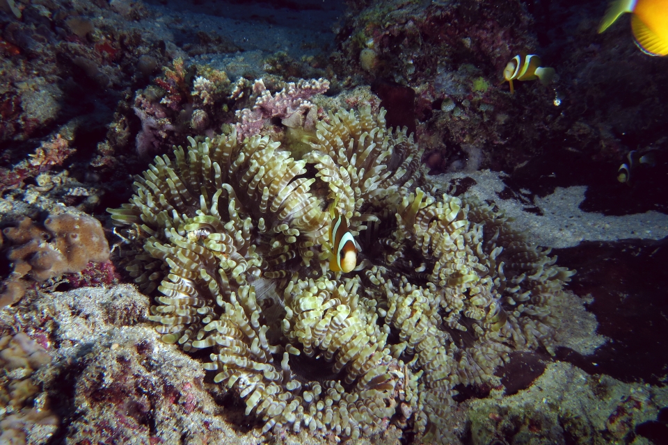 Amphiprion clarkii, Heteractis aurora