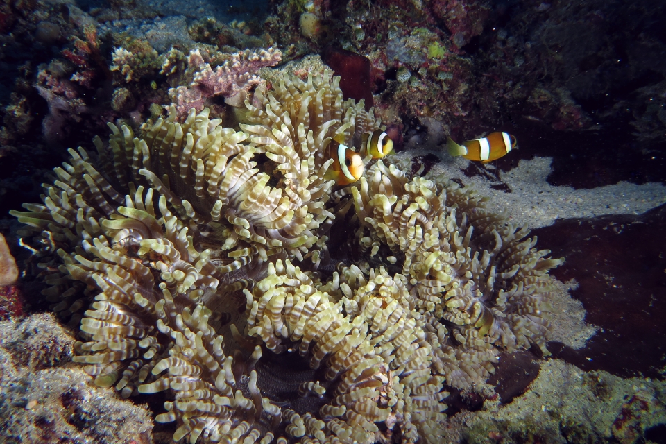 Amphiprion clarkii, Heteractis aurora