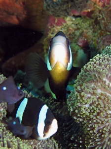 Amphiprion clarkii, Dascyllus trimaculatus, Stichodactyla haddoni ou S. mertensii