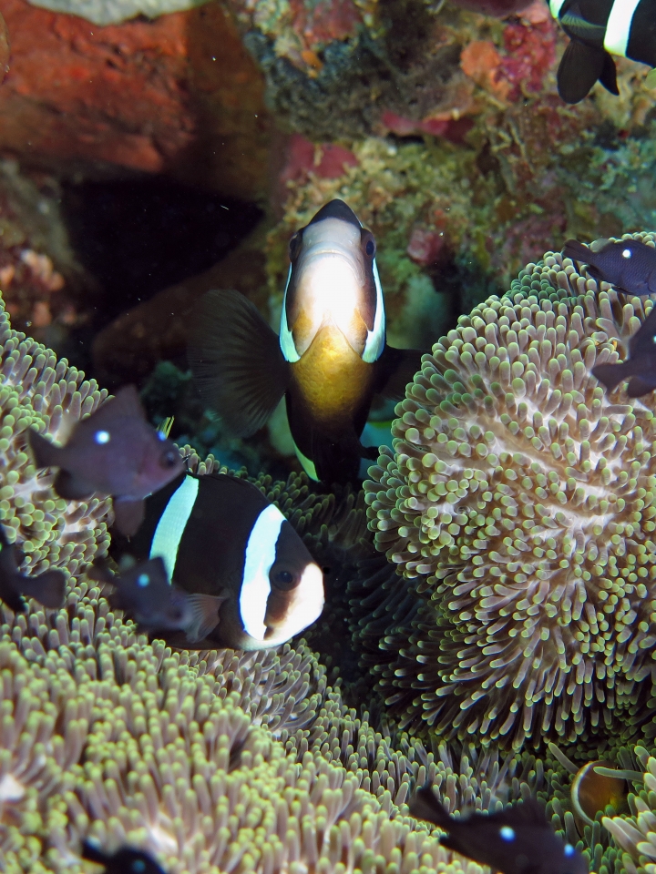 Amphiprion clarkii, Dascyllus trimaculatus, Stichodactyla haddoni ou S. mertensii