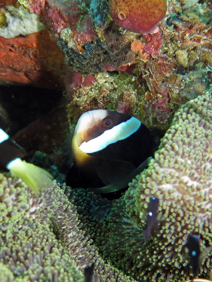 Amphiprion clarkii, Stichodactyla haddoni ou S. mertensii