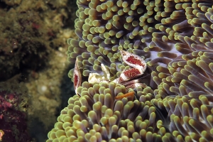 Neopetrolisthes ohshimai, Stichodactyla haddoni ou S. mertensii