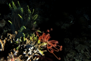 Crinoïdes