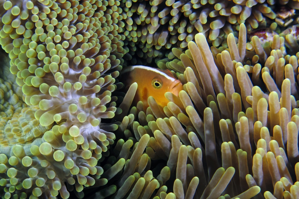 Amphiprion sandaracinos, Stichodactyla haddoni ou S. mertensii