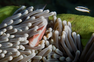 Amphiprion perideraion, Heteractis magnifica, Thalassoma amblycephalum