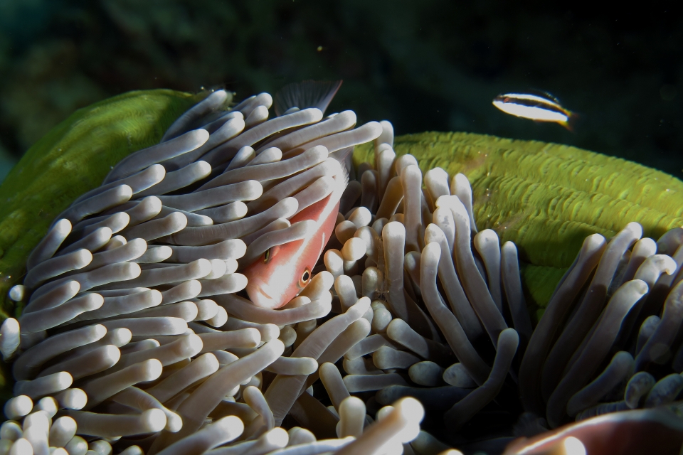 Amphiprion perideraion, Heteractis magnifica, Thalassoma amblycephalum