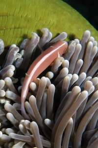 Amphiprion perideraion, Heteractis magnifica