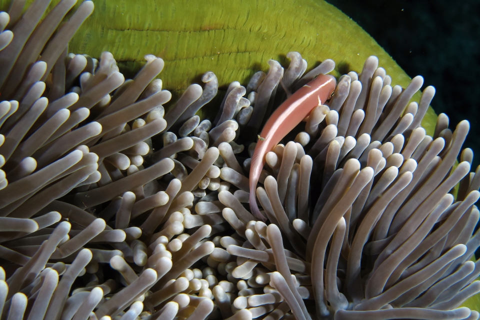 Amphiprion perideraion, Heteractis magnifica