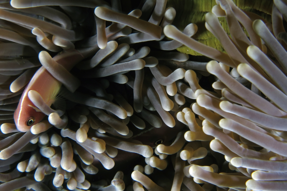 Amphiprion perideraion, Heteractis magnifica