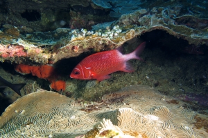 Sargocentron caudimaculatum, Pachyseris speciosa