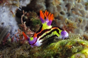 Nembrotha aurea