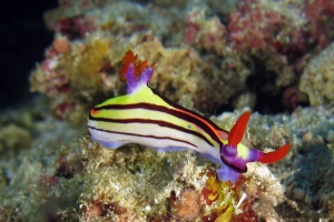 Nembrotha aurea