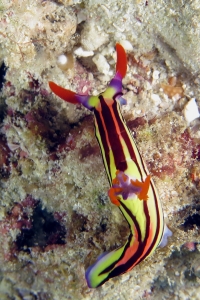 Nembrotha aurea