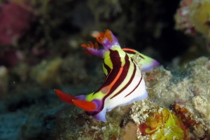 Nembrotha aurea