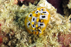 Phyllidia ocellata