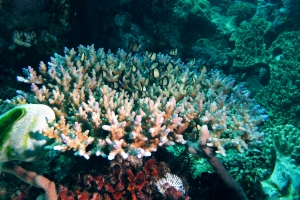 Dascyllus reticulatus, Acropora sp