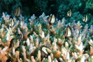 Dascyllus reticulatus, Acropora sp