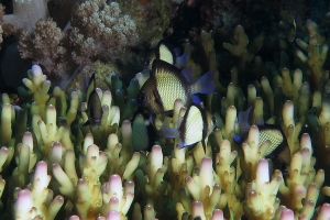 Dascyllus reticulatus, Acropora sp