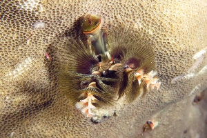 Spirobranchus giganteus, Porites sp