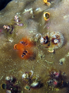 Spirobranchus giganteus, Porites sp