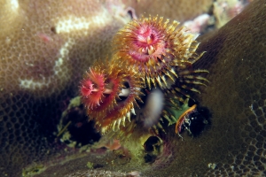 Spirobranchus giganteus, Porites sp