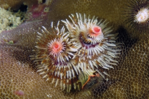 Spirobranchus giganteus, Porites sp