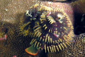 Spirobranchus giganteus, Porites sp