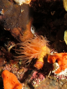 Dendrophyllia ou Tubastraea, Leptoseris mycetoseroides