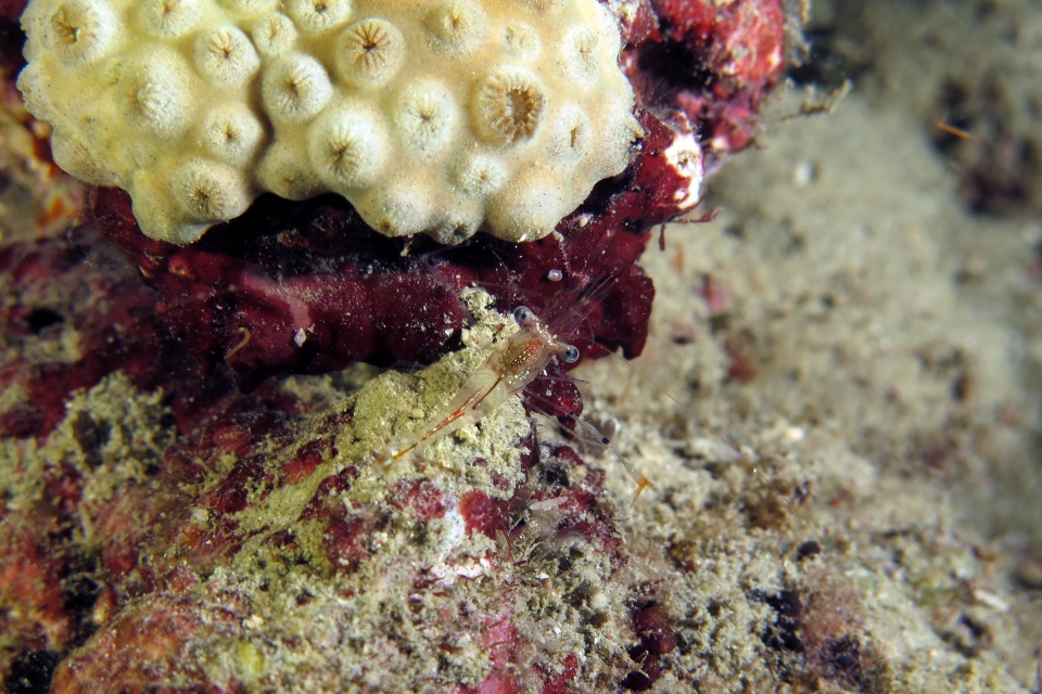 Cuapetes tenuipes, Leptastrea bottae à confirmer