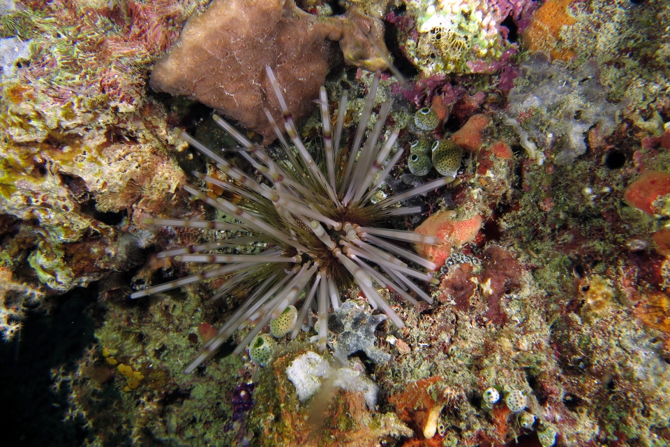Echinothrix calamaris
