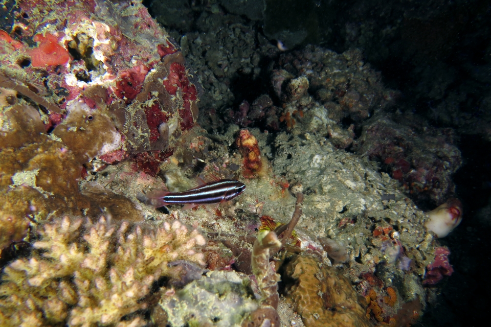 Ostorhinchus nigrofasciatus