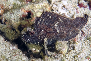 Taenianotus triacanthus