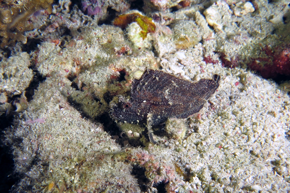 Taenianotus triacanthus