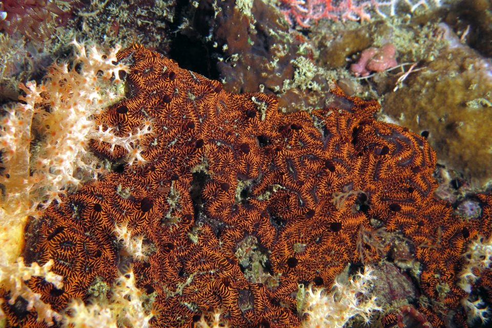 Botrylloides leachii