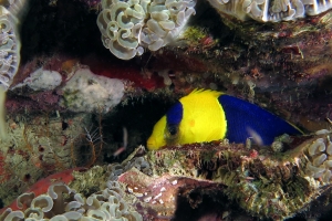 Centropyge bicolor, Euphyllia ancora