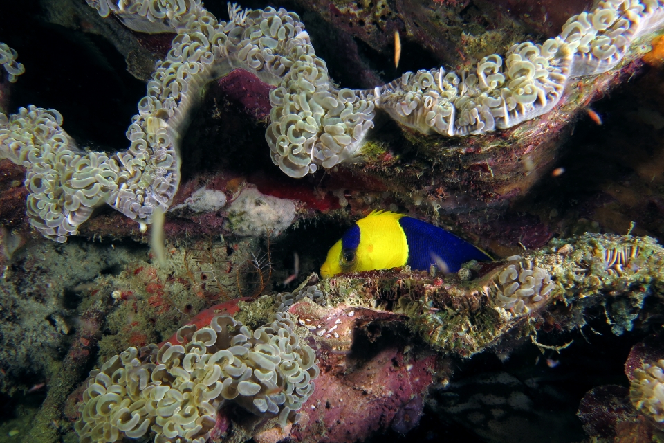 Centropyge bicolor, Euphyllia ancora