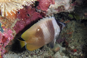 Chaetodon kleinii