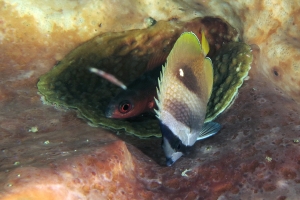 Chaetodon kleinii