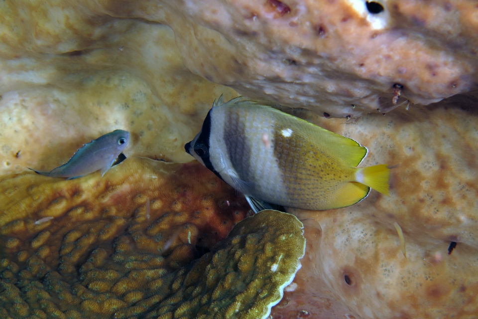 Chaetodon kleinii, Chromis lepidolepis