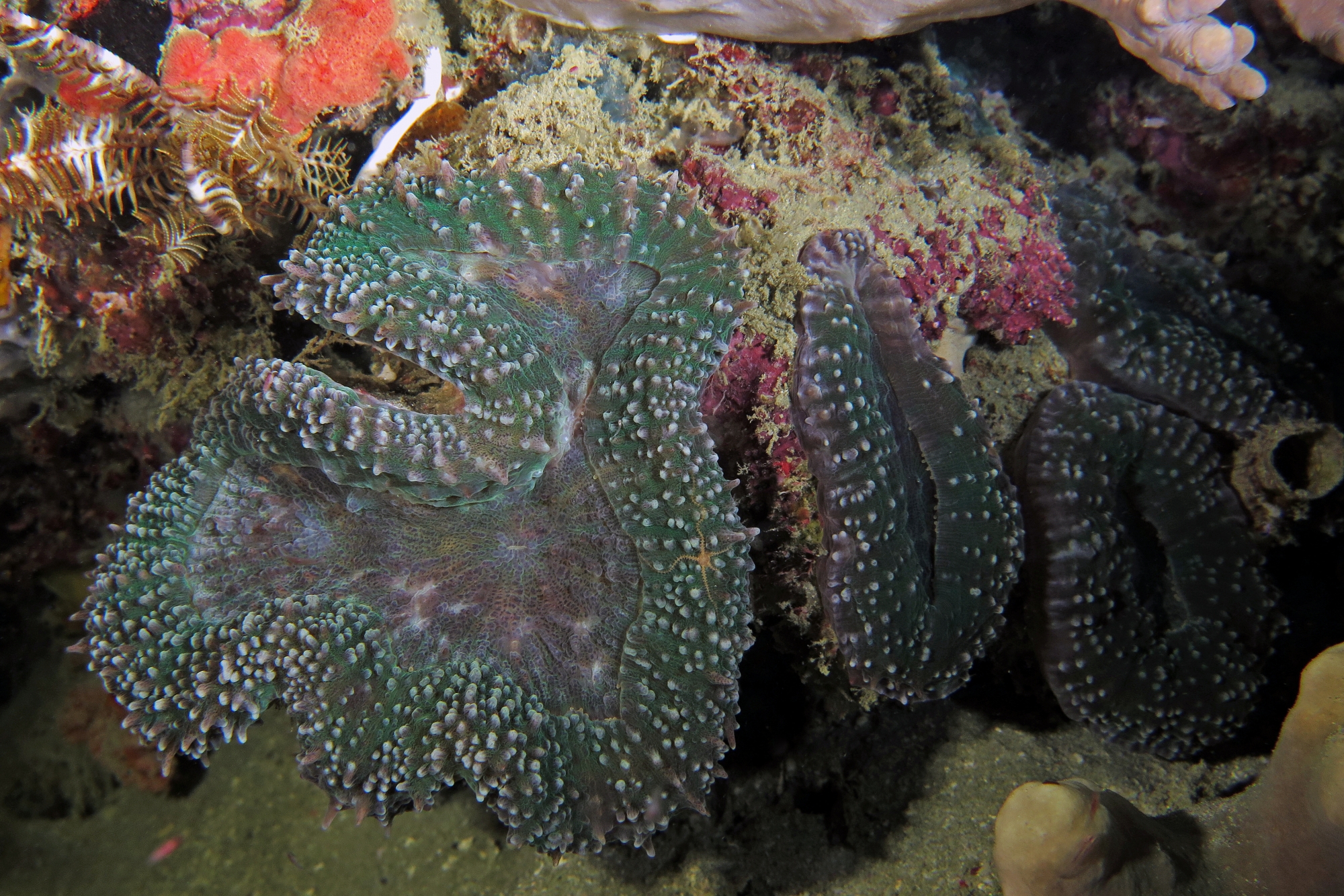 Lobophyllia hemprichii