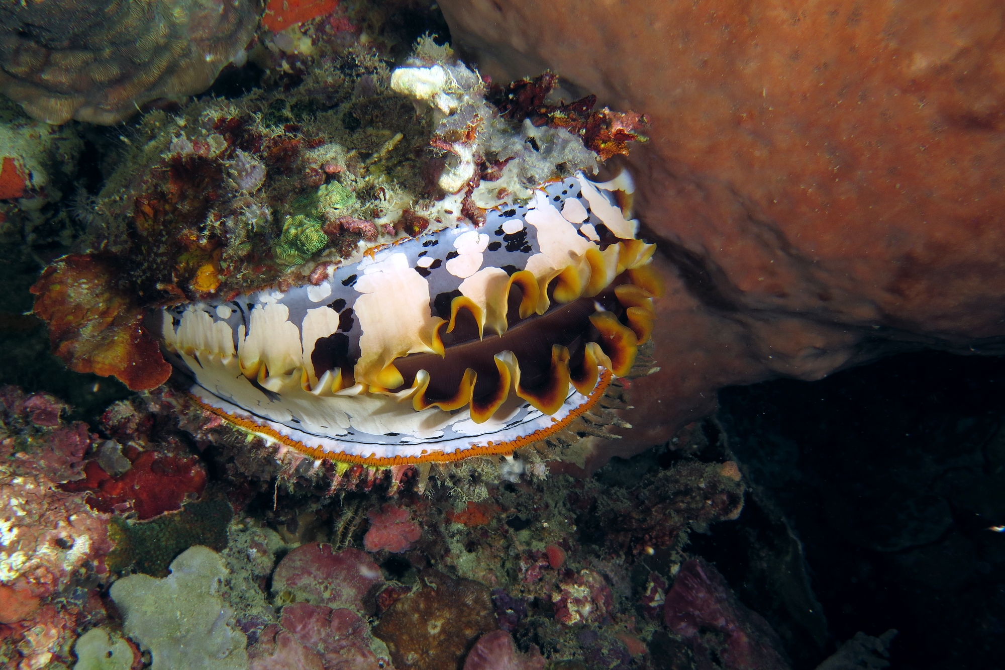 Spondylus varius