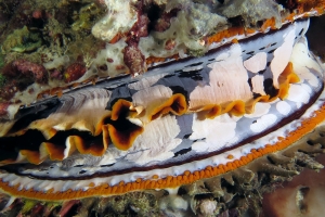 Spondylus varius