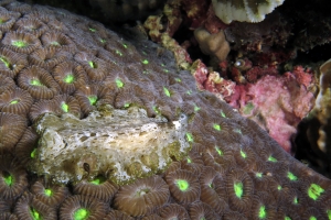 Pseudobiceros kryptos, Corail Dipsastraea (Favia ?)