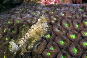 Pseudobiceros kryptos, Corail Dipsastraea (Favia ?)