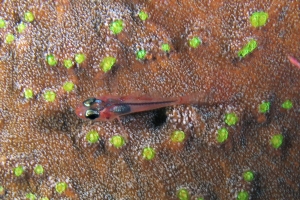 Trimma sp, Corail Montipora peut-être