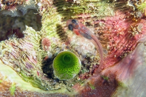 Trimma sp, Corail Montipora peut-être