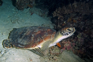 Chelonia mydas