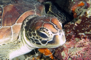 Chelonia mydas