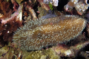 Fungia sp peut-être Herpolitha limax