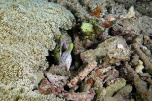 Gymnothorax fimbriatus, Rhodactis indosinensis ? (à confirmer)